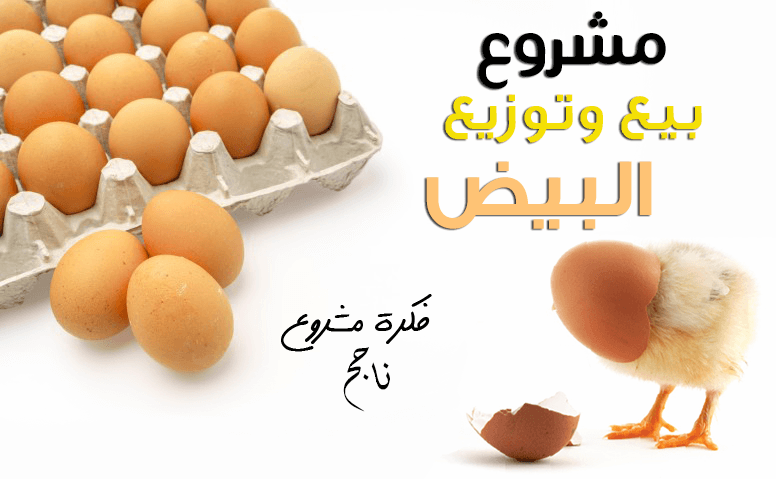دراسة جدوى مشروع تاجر موزع البيض - بيع وتوزيع بيض الدجاج